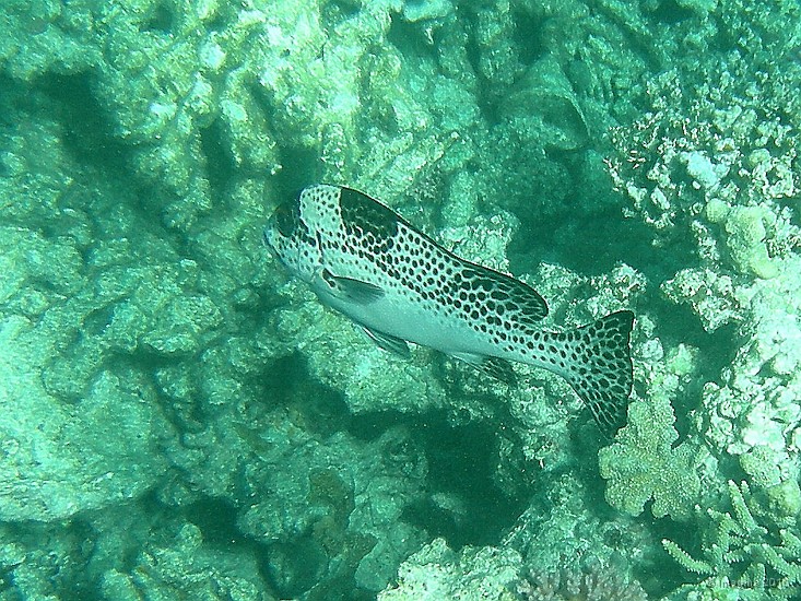 26- Castex juvenile - Ilot Kouare.JPG